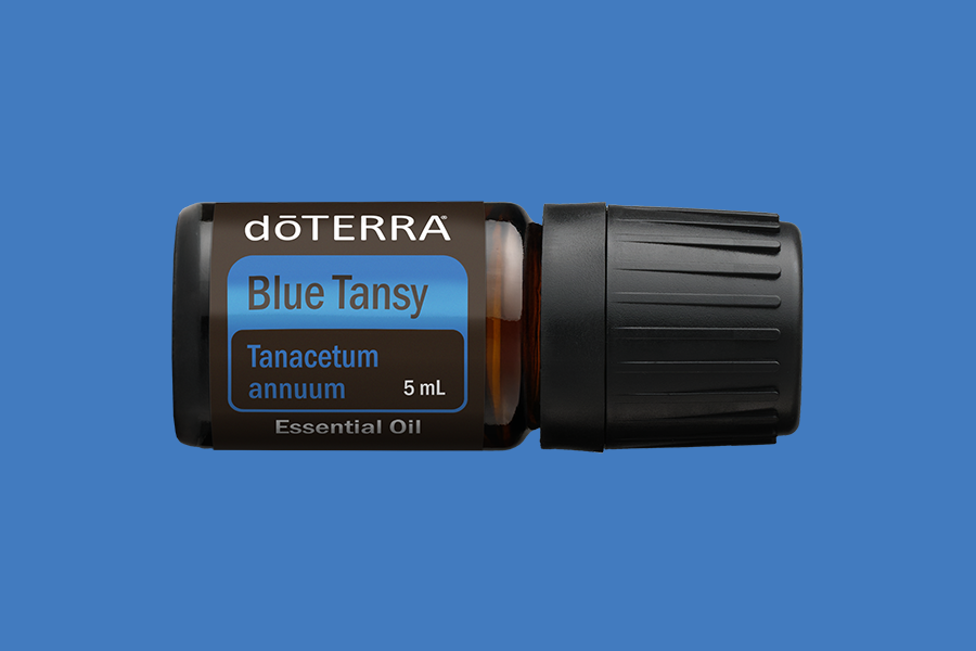 Blue Tansy (Blaue Rainfarn)