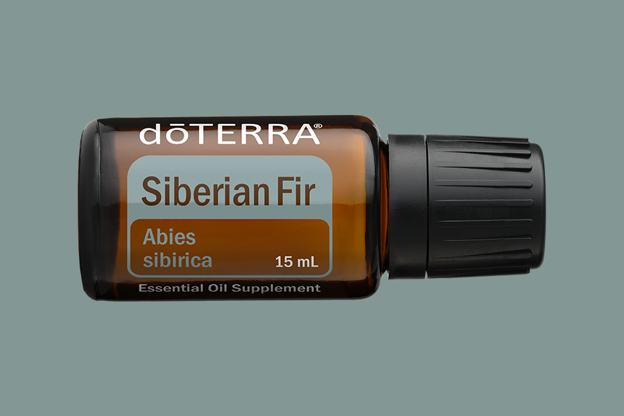 Siberian Fir (Sibirische Tanne)